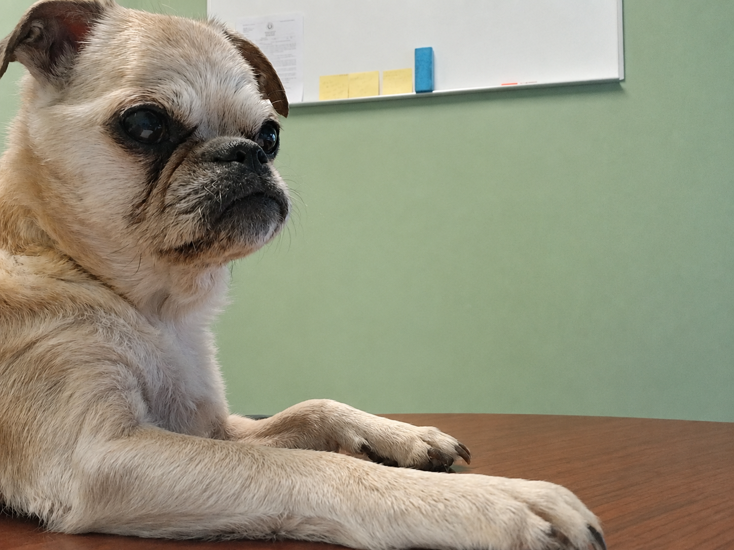 BCR Consulting office dog